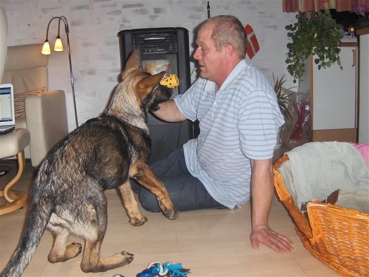 Schæferhund Team Kenzallys Bekki - Leger med far 18 uger gammel billede 5