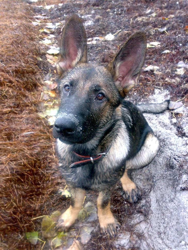 Schæferhund Team Kenzallys Bekki - Nysgerrig ung dame billede 6