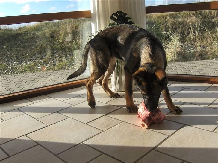 Schæferhund Team Kenzallys Bekki - 5 mdr. og vild med kødben billede 7