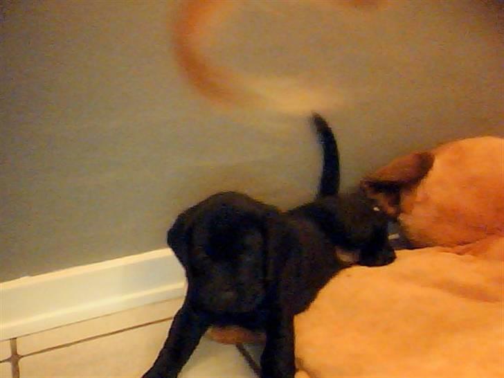 Blanding af racer Zeus - hej velkommen til min profil jeg hedder Zeus billede 1