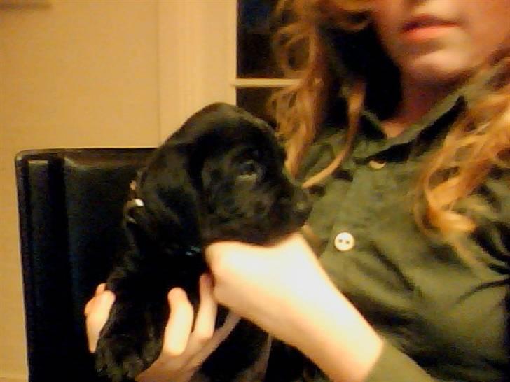 Blanding af racer Zeus billede 4