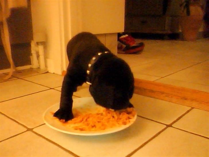 Blanding af racer Zeus - nam nam det er lækkert billede 5