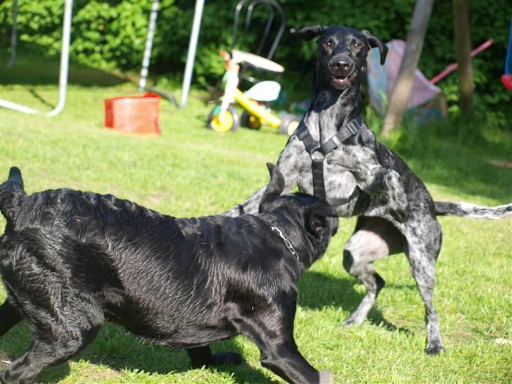 Blanding af racer Bella - Haha!!    Bella & Nala :-) billede 14