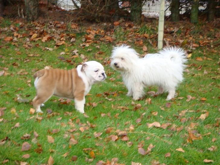 Engelsk bulldog Bella billede 2