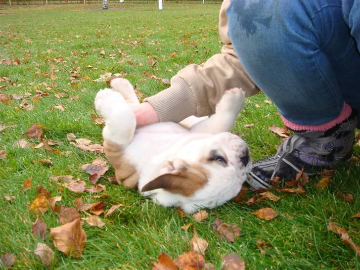 Engelsk bulldog Bella billede 3