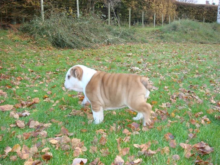 Engelsk bulldog Bella billede 4