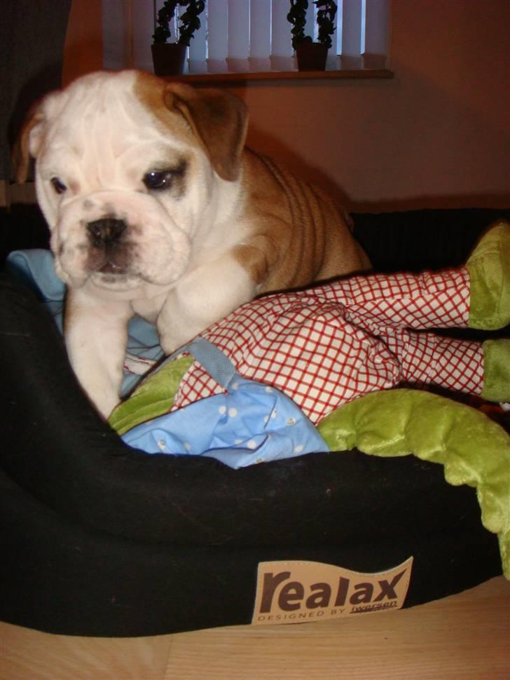 Engelsk bulldog Bella billede 5