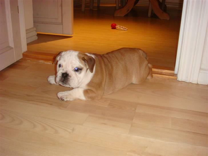 Engelsk bulldog Bella billede 6