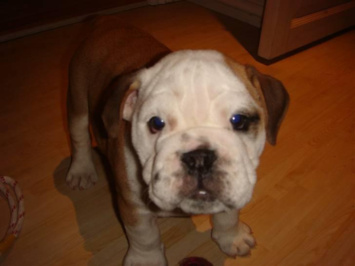 Engelsk bulldog Bella billede 7