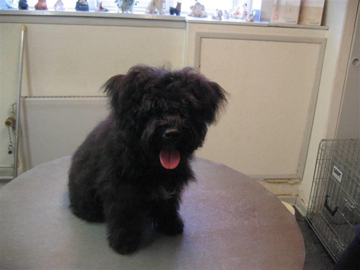 Blanding af racer Egon - Egon før den store hundeklip  billede 13