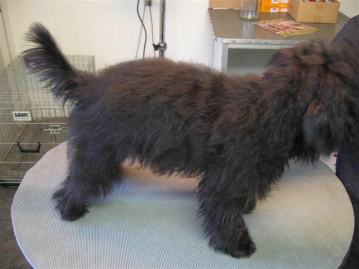 Blanding af racer Egon billede 14