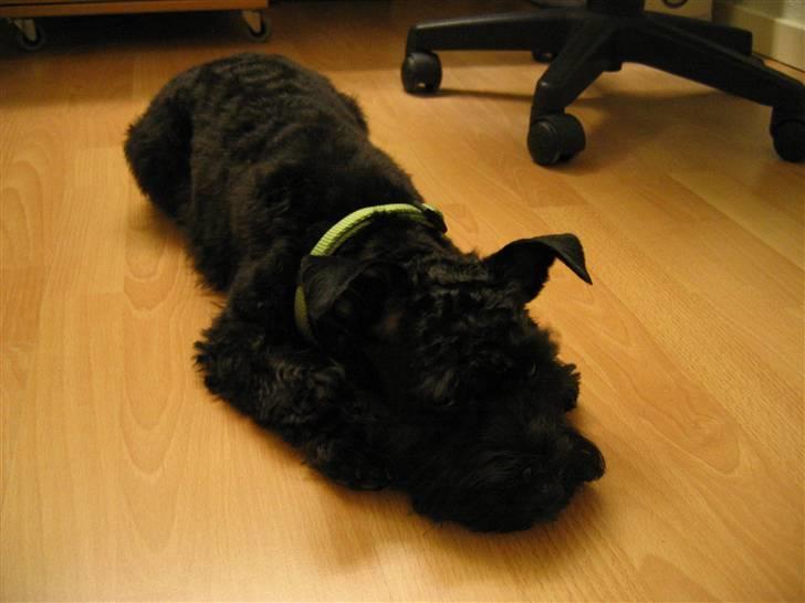 Blanding af racer Egon - En træt hund efter den store klipning  billede 15