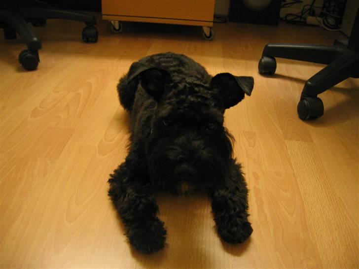 Blanding af racer Egon - Egon 6 mdr billede 16