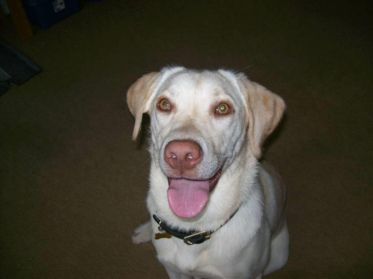 Labrador retriever Tulle <3 R.I.P ;( - Velkommen til tulle pigen´s profil :D <3  billede 1