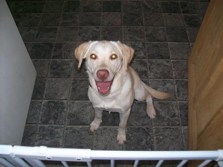 Labrador retriever Tulle <3 R.I.P ;( billede 2