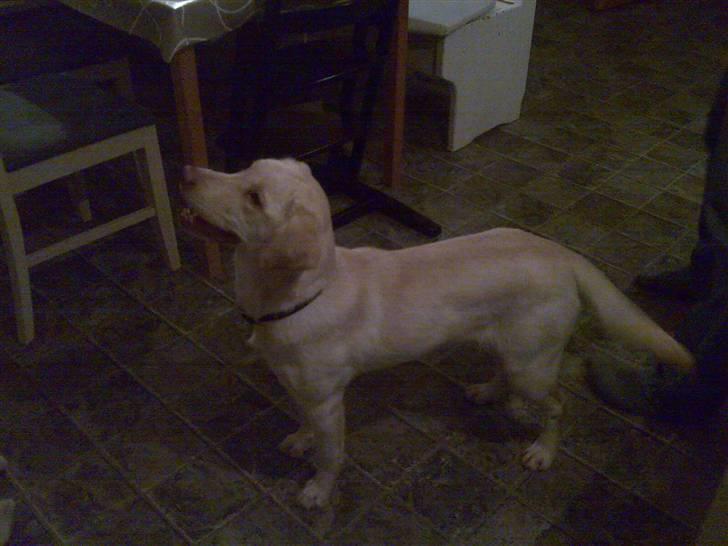 Labrador retriever Tulle <3 R.I.P ;( billede 3
