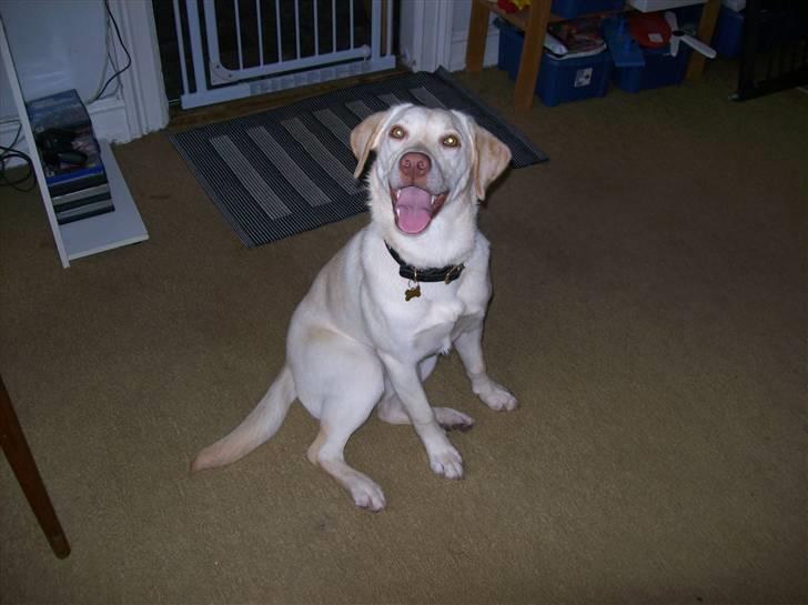 Labrador retriever Tulle <3 R.I.P ;( billede 4