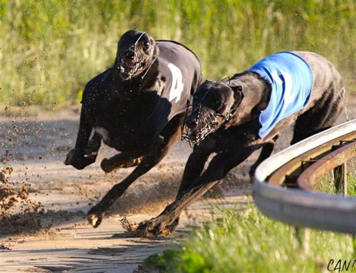 Greyhound Wild Black Tiger - Tiger ligger side om side med en af de særligt hurtige hunde Diesel  :)  billede 2