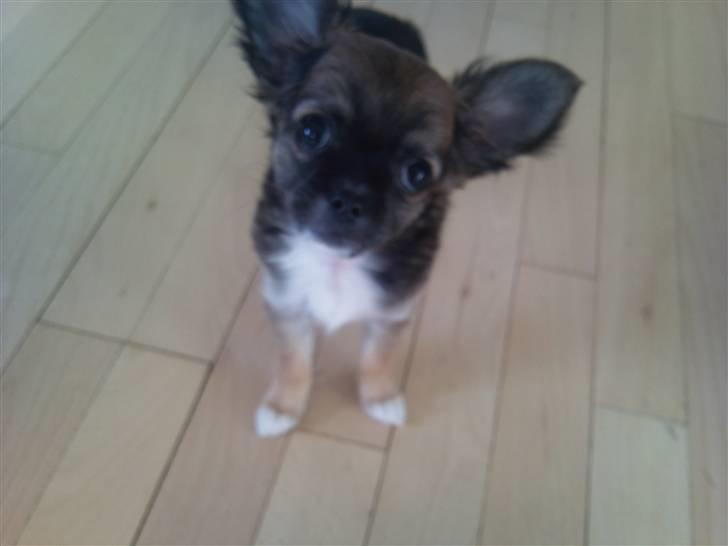 Chihuahua Langhåret - COCO billede 1
