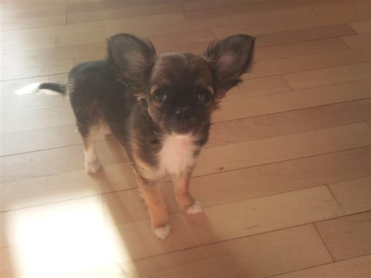 Chihuahua Langhåret - COCO billede 2