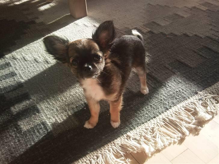 Chihuahua Langhåret - COCO billede 3
