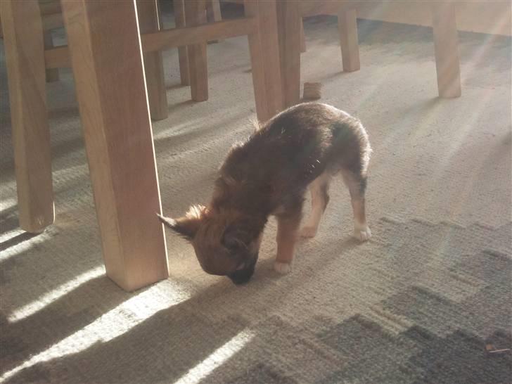 Chihuahua Langhåret - COCO billede 5