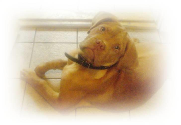 Dogue de bordeaux Emma (Tinke Grandis) - Var der nogen der sagde nuttet?? ;) billede 17