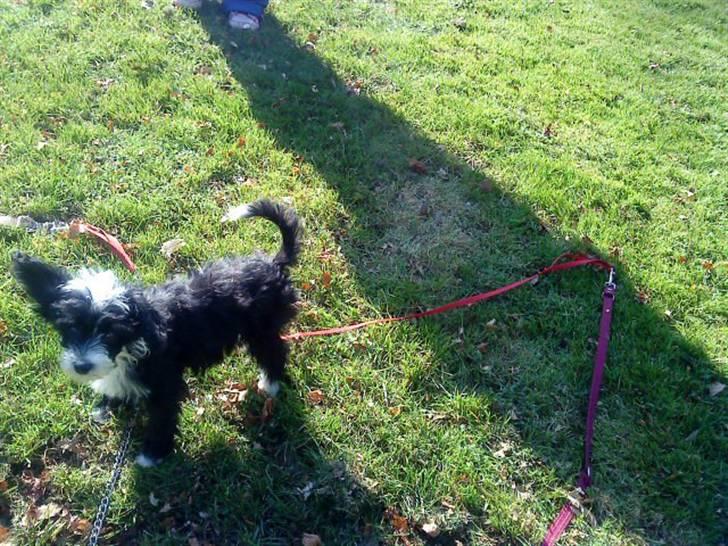 Chinese crested powder puff Cookie billede 1