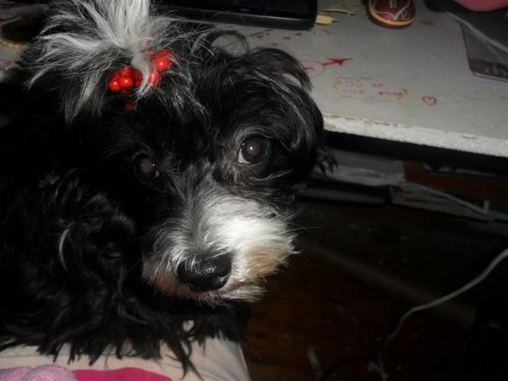 Chinese crested powder puff Cookie billede 2