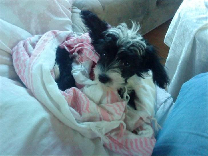 Chinese crested powder puff Cookie billede 3