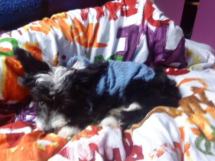 Chinese crested powder puff Cookie billede 4