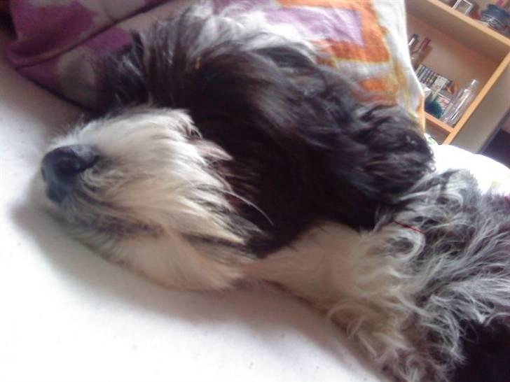 Chinese crested powder puff Cookie billede 5