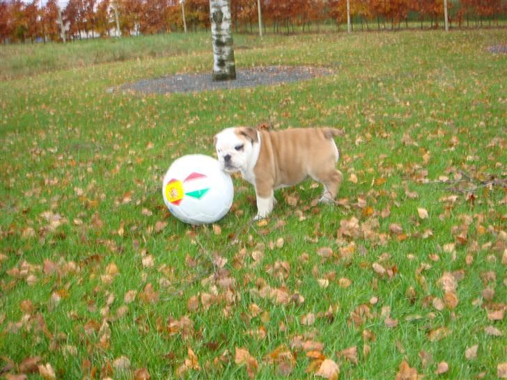 Engelsk bulldog Bella billede 8