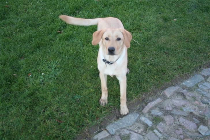 Labrador retriever Siska  billede 7