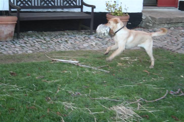 Labrador retriever Siska  billede 8