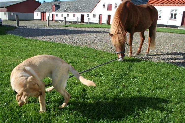 Labrador retriever Siska  billede 9