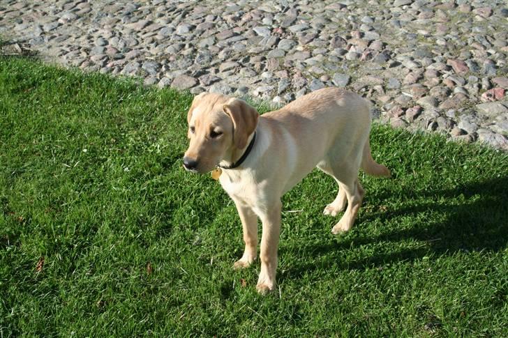 Labrador retriever Siska  billede 10