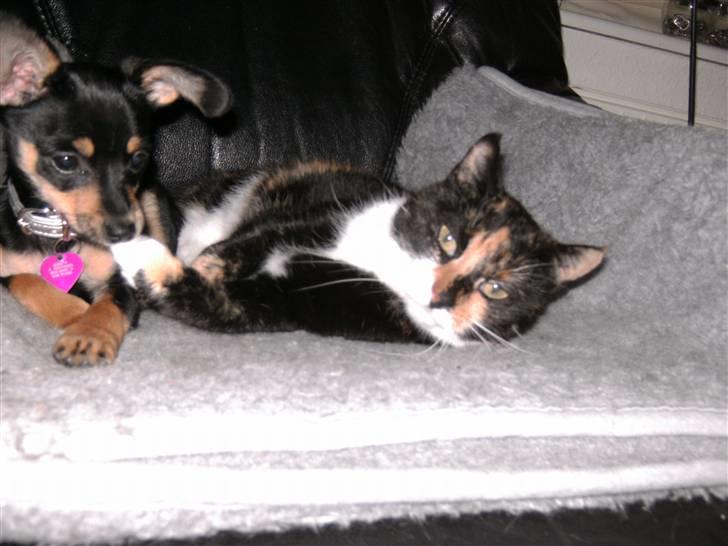 Blanding af racer chanel - man bliver jo træt af og lege hele tiden :-)  billede 7