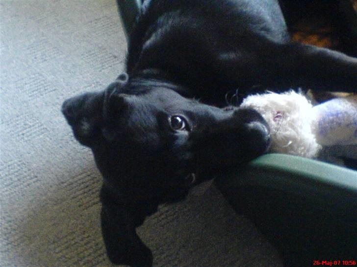 Blanding af racer lady - min bamse billede 1