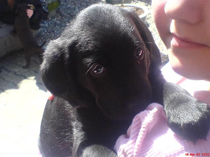 Blanding af racer lady billede 2