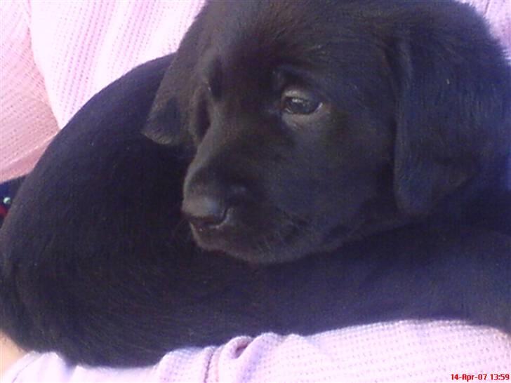 Blanding af racer lady billede 3