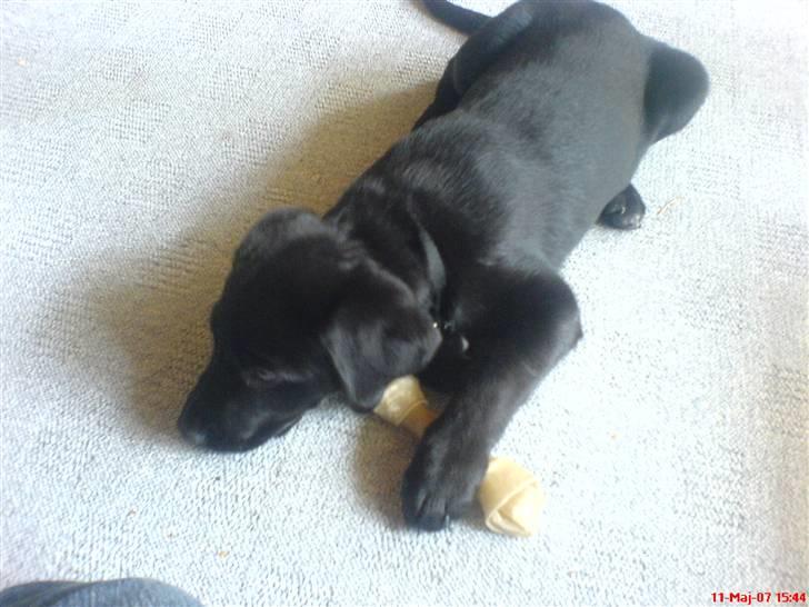 Blanding af racer lady billede 4