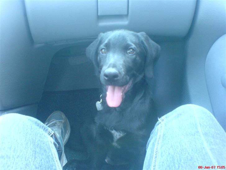 Blanding af racer lady billede 5