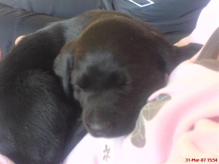 Blanding af racer lady billede 6