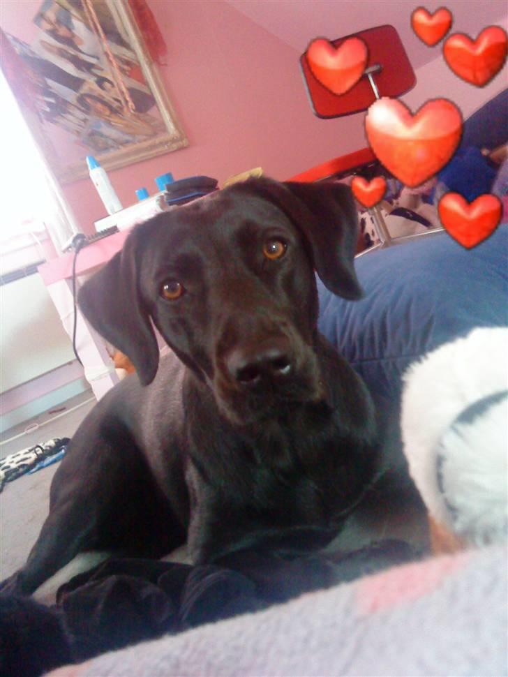 Blanding af racer zidi - ser jeg ikke sød ud billede 1