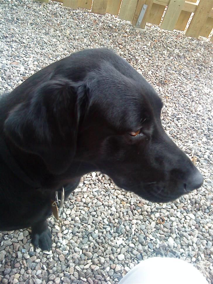 Blanding af racer zidi billede 2