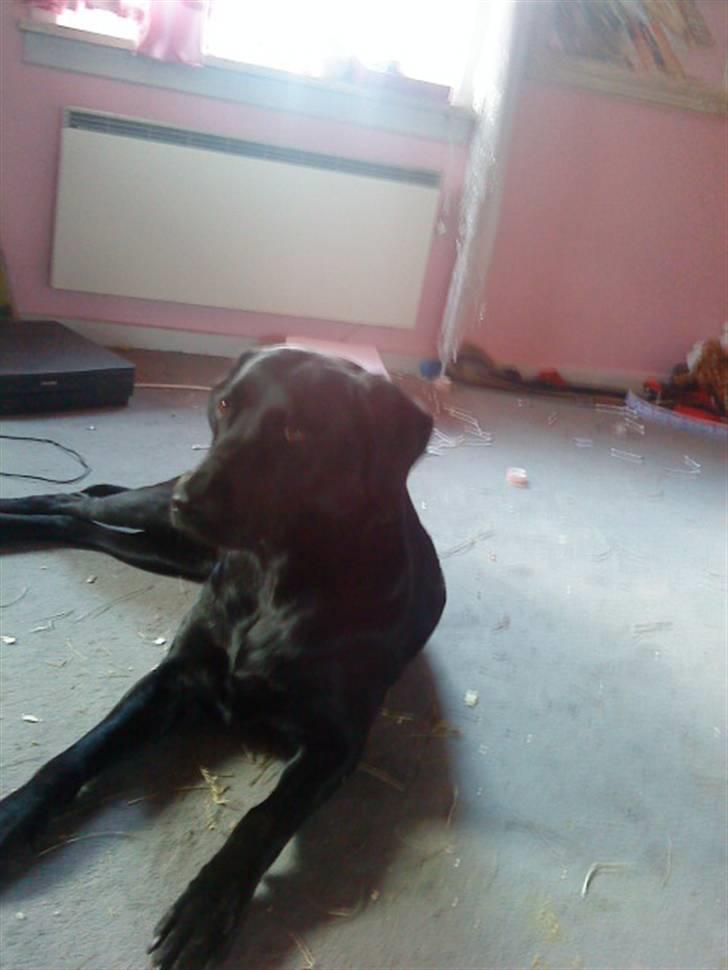 Blanding af racer zidi billede 3