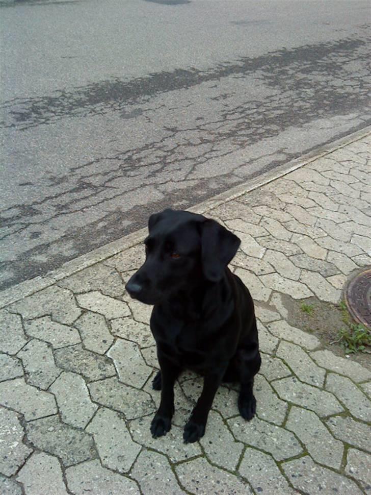 Blanding af racer zidi - nu kommer mor billede 4