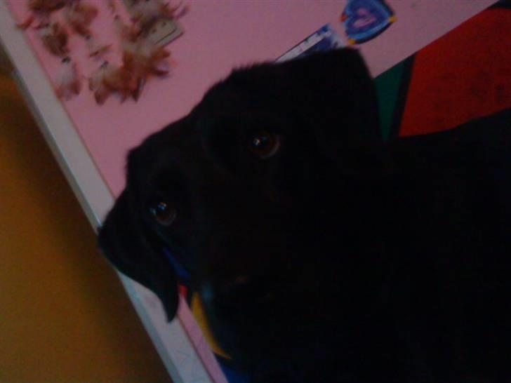 Blanding af racer zidi billede 5