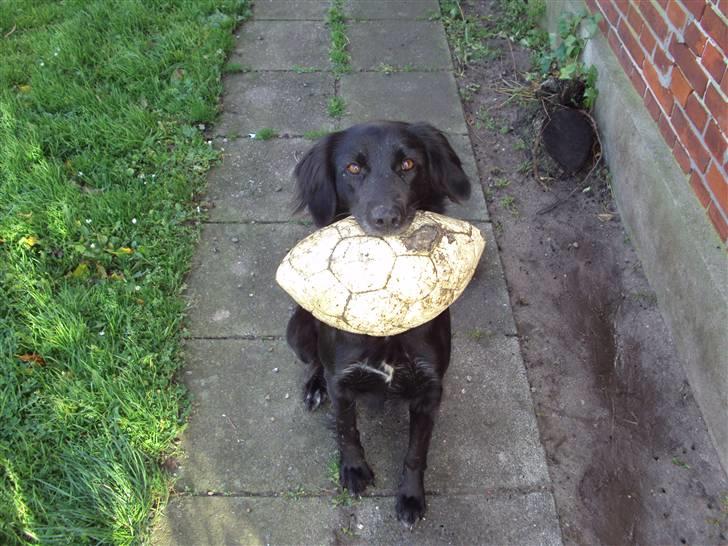 Blanding af racer Happy  billede 17